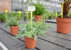 Pellea attopurpurea is een nieuwe kleur pellea, deze heeft een meer blauwe kleur.